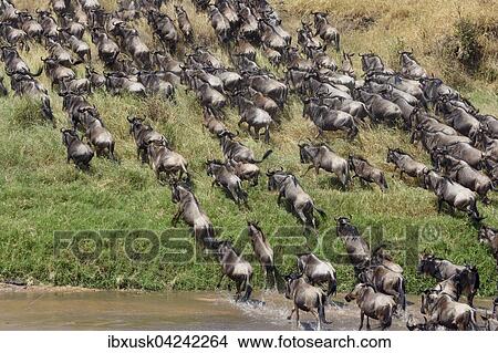 Picture - Herd of wildebeests or gnus (Connochaetes taurinus) crossing the Sand River, Maasai Mara National Reserve, Narok County, Kenya, Africa. Fotosearch