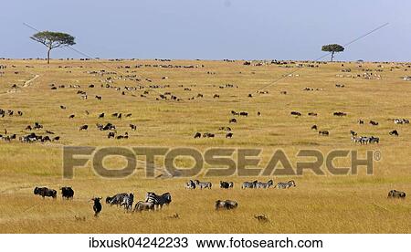 Herd of wildebeests or gnus (Connochaetes taurinus) migrating, southern Maasai Mara, Maasai Mara National Reserve, Narok County, Kenya, Africa View Large Photo Image Stock Image - Herd of wildebeests or gnus (Connochaetes taurinus) migrating, southern Maasai Mara, Maasai Mara National Reserve, Narok County, Kenya, Africa. Fotosearch