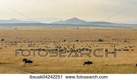 Herd of wildebeests or gnus (Connochaetes taurinus) migrating, southern Maasai Mara, Maasai Mara National Reserve, Narok County, Kenya, Africa View Large Photo Image Stock Image - Herd of wildebeests or gnus (Connochaetes taurinus) migrating, southern Maasai Mara, Maasai Mara National Reserve, Narok County, Kenya, Africa. Fotosearch