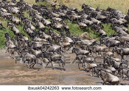 Herd of wildebeests or gnus (Connochaetes taurinus) crossing the Sand River, Maasai Mara National Reserve, Narok County, Kenya, Africa View Large Photo Image Stock Image - Herd of wildebeests or gnus (Connochaetes taurinus) crossing the Sand River, Maasai Mara National Reserve, Narok County, Kenya, Africa. Fotosearch