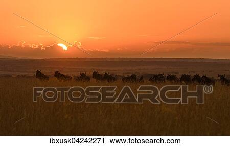 Herd of wildebeests or gnus (Connochaetes taurinus) at sunrise, Maasai Mara National Reserve, Narok County, Kenya, Africa View Large Photo Image Stock Image - Herd of wildebeests or gnus (Connochaetes taurinus) at sunrise, Maasai Mara National Reserve, Narok County, Kenya, Africa. Fotosearch