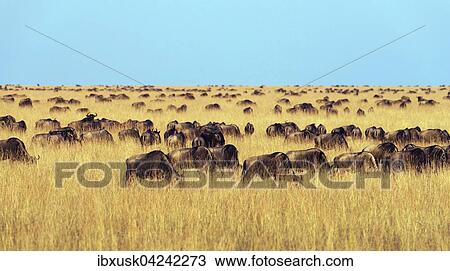 Herd of wildebeests or gnus (Connochaetes taurinus) migrating, southern Maasai Mara, Maasai Mara National Reserve, Narok County, Kenya, Africa View Large Photo Image Stock Image - Herd of wildebeests or gnus (Connochaetes taurinus) migrating, southern Maasai Mara, Maasai Mara National Reserve, Narok County, Kenya, Africa. Fotosearch