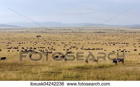 Herd of wildebeests or gnus (Connochaetes taurinus) migrating, southern Maasai Mara, Maasai Mara National Reserve, Narok County, Kenya, Africa View Large Photo Image Stock Photograph - Herd of wildebeests or gnus (Connochaetes taurinus) migrating, southern Maasai Mara, Maasai Mara National Reserve, Narok County, Kenya, Africa. Fotosearch