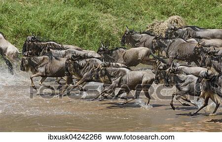Stock Photograph - Herd of wildebeests or gnus (Connochaetes taurinus) crossing the Sand River, Maasai Mara National Reserve, Narok County, Kenya, Africa. Fotosearch