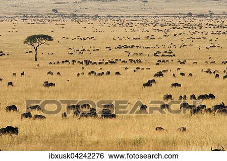 Herd of wildebeests or gnus (Connochaetes taurinus) migrating, southern Maasai Mara, Maasai Mara National Reserve, Narok County, Kenya, Africa View Large Photo Image Stock Photograph - Herd of wildebeests or gnus (Connochaetes taurinus) migrating, southern Maasai Mara, Maasai Mara National Reserve, Narok County, Kenya, Africa. Fotosearch