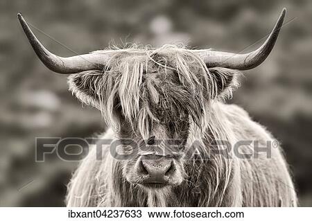 Highland Cattle (Bos taurus) or Kyloe, portrait, Lewis and Harris, Outer Hebrides, Scotland, United Kingdom, Europe View Large Photo Image Stock Image - Highland Cattle (Bos taurus) or Kyloe, portrait, Lewis and Harris, Outer Hebrides, Scotland, United Kingdom, Europe. Fotosearch