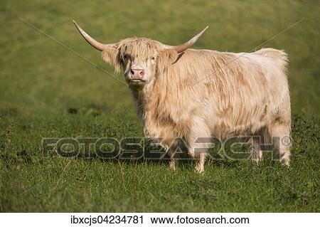 Highland cattle (Bos taurus), Bergisches Land or Land of Berg, North Rhine-Westphalia, Germany, Europe View Large Photo Image Stock Image - Highland cattle (Bos taurus), Bergisches Land or Land of Berg, North Rhine-Westphalia, Germany, Europe. Fotosearch