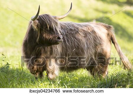 Highland cattle (Bos taurus), Bergisches Land or Land of Berg, North Rhine-Westphalia, Germany, Europe View Large Photo Image Stock Photograph - Highland cattle (Bos taurus), Bergisches Land or Land of Berg, North Rhine-Westphalia, Germany, Europe. Fotosearch
