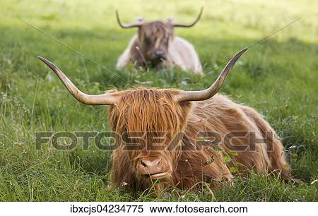 Highland cattle (Bos taurus), Bergisches Land or Land of Berg, North Rhine-Westphalia, Germany, Europe View Large Photo Image Stock Photography - Highland cattle (Bos taurus), Bergisches Land or Land of Berg, North Rhine-Westphalia, Germany, Europe. Fotosearch