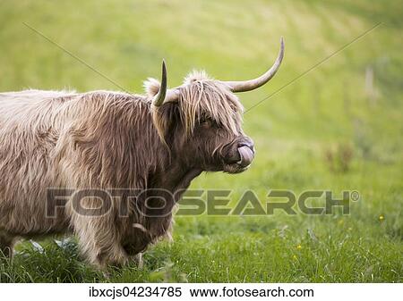 Highland cattle (Bos taurus), Bergisches Land or Land of Berg, North Rhine-Westphalia, Germany, Europe View Large Photo Image Stock Photography - Highland cattle (Bos taurus), Bergisches Land or Land of Berg, North Rhine-Westphalia, Germany, Europe. Fotosearch