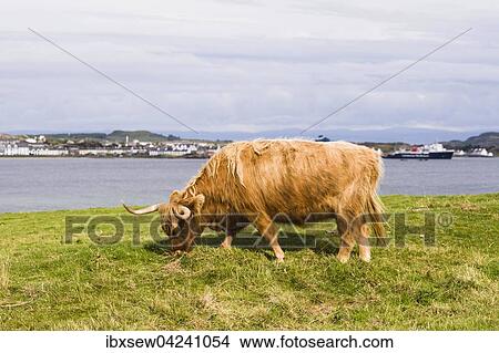 Highland Cattle, cow, Port Ellen, Isle of Islay, Inner Hebrides, Scotland, United Kingdom, Europe View Large Photo Image Picture - Highland Cattle, cow, Port Ellen, Isle of Islay, Inner Hebrides, Scotland, United Kingdom, Europe. Fotosearch