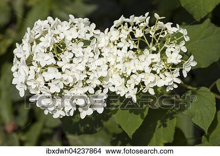 Hills-of-snow hydrangea (Hydrangea arborescens), North Rhine-Westphalia, Germany, Europe View Large Photo Image Picture - Hills-of-snow hydrangea (Hydrangea arborescens), North Rhine-Westphalia, Germany, Europe. Fotosearch