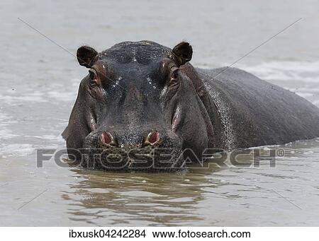 Hippo (Hippopotamus amphibius) in the Mara River, Masai Mara National Reserve, Narok County, Kenya, Africa View Large Photo Image Picture - Hippo (Hippopotamus amphibius) in the Mara River, Masai Mara National Reserve, Narok County, Kenya, Africa. Fotosearch