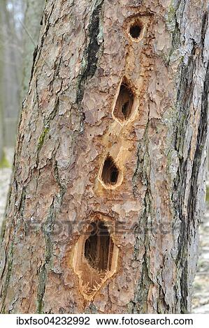 Holes made by a black woodpecker (Dryocopus martius), in a pine tree (Pinus sylvestris), Lower Saxony, Germany, Europe View Large Photo Image Stock Image - Holes made by a black woodpecker (Dryocopus martius), in a pine tree (Pinus sylvestris), Lower Saxony, Germany, Europe. Fotosearch