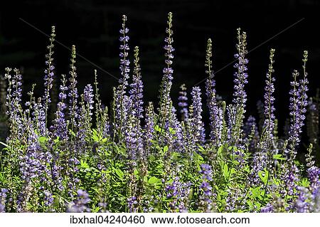 Stock Image - Hollowleaf annual lupine, also arroyo lupine or succulent lupine (Lupinus succulentus), Mariposa Grove, Yosemite National Park, California, USA, North America. Fotosearch