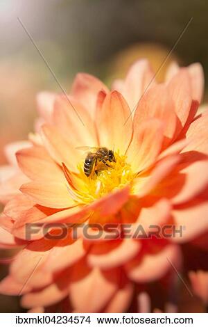 Honeybee (Apis mellifera) on a dahlia flower (Dahlia), Germany, Europe View Large Photo Image Picture - Honeybee (Apis mellifera) on a dahlia flower (Dahlia), Germany, Europe. Fotosearch