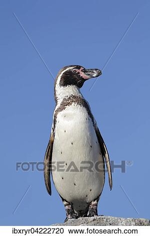 Humboldt penguin (Spheniscus humboldti), captive View Large Photo Image Stock Image - Humboldt penguin (Spheniscus humboldti), captive. Fotosearch