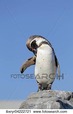 Stock Image - Humboldt penguin (Spheniscus humboldti), captive. Fotosearch