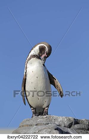 Stock Image - Humboldt penguin (Spheniscus humboldti), captive. Fotosearch