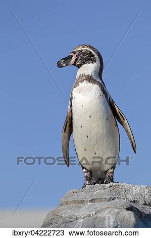 Humboldt penguin (Spheniscus humboldti), captive View Large Photo Image Stock Image - Humboldt penguin (Spheniscus humboldti), captive. Fotosearch