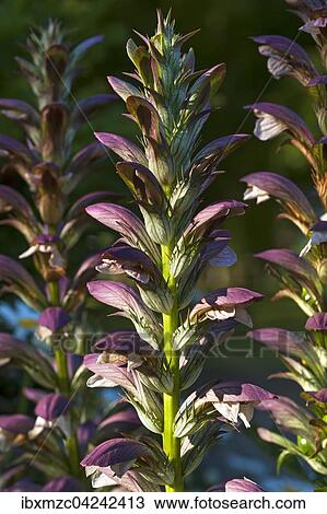 Hungarian Bear's-breeches (Acanthus hungaricus), Mecklenburg-Western Pomerania, Germany, Europe View Large Photo Image Stock Image - Hungarian Bear's-breeches (Acanthus hungaricus), Mecklenburg-Western Pomerania, Germany, Europe. Fotosearch