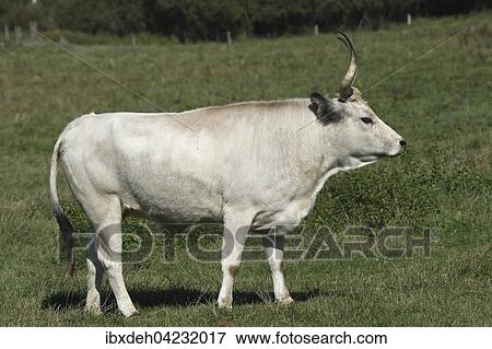 Hungarian Grey cattle (Bos primigenius taurus), Hungary, Europe View Large Photo Image Stock Photo - Hungarian Grey cattle (Bos primigenius taurus), Hungary, Europe. Fotosearch