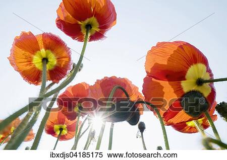 Iceland poppy (Papaver nudicaule) View Large Photo Image Stock Photography - Iceland poppy (Papaver nudicaule). Fotosearch