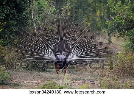 Indian peafowl or blue peafowl (Pavo cristatus), adult peacock spreading feathers, courtship display, view from behind, Bundala National Park, Sri Lanka, Asia View Large Photo Image Stock Image - Indian peafowl or blue peafowl (Pavo cristatus), adult peacock spreading feathers, courtship display, view from behind, Bundala National Park, Sri Lanka, Asia. Fotosearch