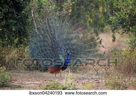 Indian peafowl or blue peafowl (Pavo cristatus), adult peacock spreading feathers, courtship display, Bundala National Park, Sri Lanka, Asia View Large Photo Image Stock Image - Indian peafowl or blue peafowl (Pavo cristatus), adult peacock spreading feathers, courtship display, Bundala National Park, Sri Lanka, Asia. Fotosearch