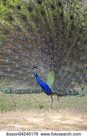 Indian peafowl or blue peafowl (Pavo cristatus), adult peacock spreading feathers, courtship display, Bundala National Park, Sri Lanka, Asia View Large Photo Image Stock Photo - Indian peafowl or blue peafowl (Pavo cristatus), adult peacock spreading feathers, courtship display, Bundala National Park, Sri Lanka, Asia. Fotosearch