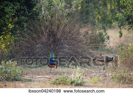 Indian peafowl or blue peafowl (Pavo cristatus), adult peacock spreading feathers, courtship display, couple, peahen, Bundala National Park, Sri Lanka, Asia View Large Photo Image Stock Photo - Indian peafowl or blue peafowl (Pavo cristatus), adult peacock spreading feathers, courtship display, couple, peahen, Bundala National Park, Sri Lanka, Asia. Fotosearch
