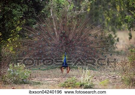Indian peafowl or blue peafowl (Pavo cristatus), adult peacock spreading feathers, courtship display, Bundala National Park, Sri Lanka, Asia View Large Photo Image Stock Photograph - Indian peafowl or blue peafowl (Pavo cristatus), adult peacock spreading feathers, courtship display, Bundala National Park, Sri Lanka, Asia. Fotosearch