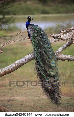 Indian peafowl (Pavo cristatus), adult, male, calling on the lookout, sitting on a tree, Bundala National Park, Sri Lanka, Asia View Large Photo Image Picture - Indian peafowl (Pavo cristatus), adult, male, calling on the lookout, sitting on a tree, Bundala National Park, Sri Lanka, Asia. Fotosearch