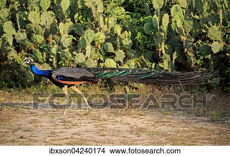 Picture - Indian peafowl (Pavo cristatus), adult male, Bundala National Park, Sri Lanka, Asia. Fotosearch