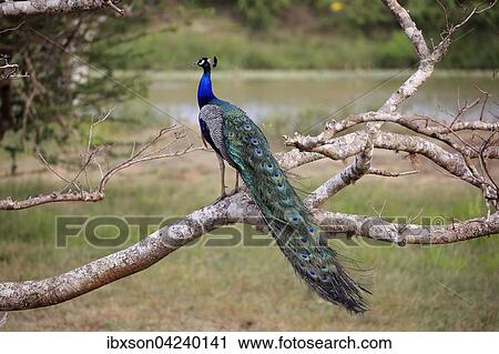 Indian peafowl (Pavo cristatus), adult male on the lookout, sitting on a tree, Bundala National Park, Sri Lanka, Asia View Large Photo Image Stock Image - Indian peafowl (Pavo cristatus), adult male on the lookout, sitting on a tree, Bundala National Park, Sri Lanka, Asia. Fotosearch