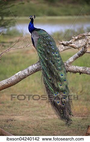 Indian peafowl (Pavo cristatus), adult male on the lookout, sitting on a tree, Bundala National Park, Sri Lanka, Asia View Large Photo Image Stock Image - Indian peafowl (Pavo cristatus), adult male on the lookout, sitting on a tree, Bundala National Park, Sri Lanka, Asia. Fotosearch