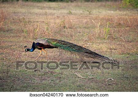 Indian peafowl (Pavo cristatus), adult male, foraging, Bundala National Park, Sri Lanka, Asia View Large Photo Image Stock Image - Indian peafowl (Pavo cristatus), adult male, foraging, Bundala National Park, Sri Lanka, Asia. Fotosearch