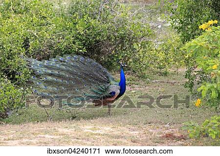 Indian peafowl (Pavo cristatus), adult male, Bundala National Park, Sri Lanka, Asia View Large Photo Image Stock Image - Indian peafowl (Pavo cristatus), adult male, Bundala National Park, Sri Lanka, Asia. Fotosearch