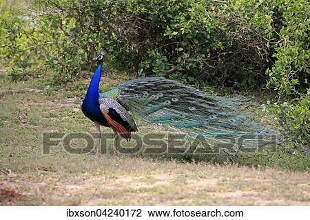Indian peafowl (Pavo cristatus), adult male, Bundala National Park, Sri Lanka, Asia View Large Photo Image Stock Image - Indian peafowl (Pavo cristatus), adult male, Bundala National Park, Sri Lanka, Asia. Fotosearch