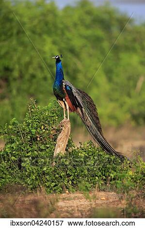 Indian peafowl (Pavo cristatus), adult male on the lookout, Bundala National Park, Sri Lanka, Asia View Large Photo Image Stock Photo - Indian peafowl (Pavo cristatus), adult male on the lookout, Bundala National Park, Sri Lanka, Asia. Fotosearch