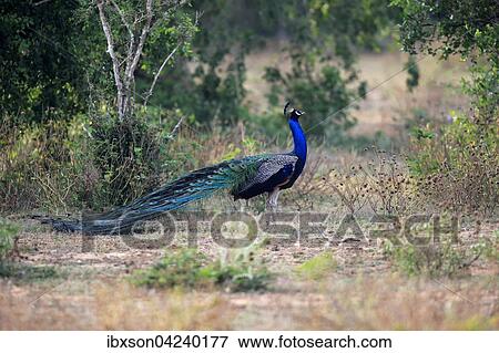 Indian peafowl (Pavo cristatus), adult male, Bundala National Park, Sri Lanka, Asia View Large Photo Image Stock Photo - Indian peafowl (Pavo cristatus), adult male, Bundala National Park, Sri Lanka, Asia. Fotosearch