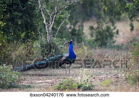 Indian peafowl (Pavo cristatus), adult male, Bundala National Park, Sri Lanka, Asia View Large Photo Image Stock Photograph - Indian peafowl (Pavo cristatus), adult male, Bundala National Park, Sri Lanka, Asia. Fotosearch