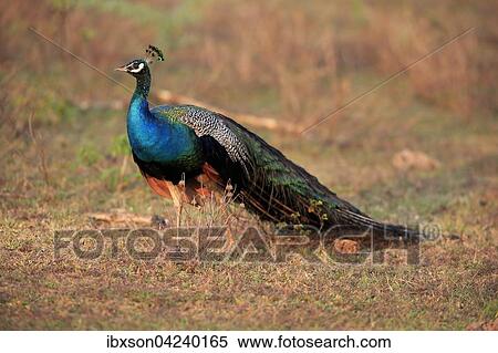 Indian peafowl (Pavo cristatus), adult male, alert, Bundala National Park, Sri Lanka, Asia View Large Photo Image Stock Photography - Indian peafowl (Pavo cristatus), adult male, alert, Bundala National Park, Sri Lanka, Asia. Fotosearch
