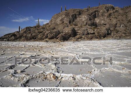 Isla Incahuasi in Salar de Uyuni salt flat, Altiplano, Bolivia, South America View Large Photo Image Stock Photography - Isla Incahuasi in Salar de Uyuni salt flat, Altiplano, Bolivia, South America. Fotosearch