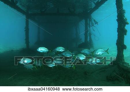 Stock Photo - Island Trevally, also Yellowspotted Jack (Carangoides orthogrammus), Red Sea, Marsa Alam, Abu Dabab, Egypt, Africa. Fotosearch