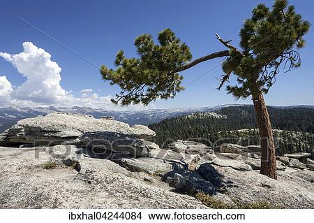 Jeffrey pine (Pinus jeffreyi) growing between rocks, Sentinel Dome, Yosemite National Park, California, USA, North America View Large Photo Image Picture - Jeffrey pine (Pinus jeffreyi) growing between rocks, Sentinel Dome, Yosemite National Park, California, USA, North America. Fotosearch