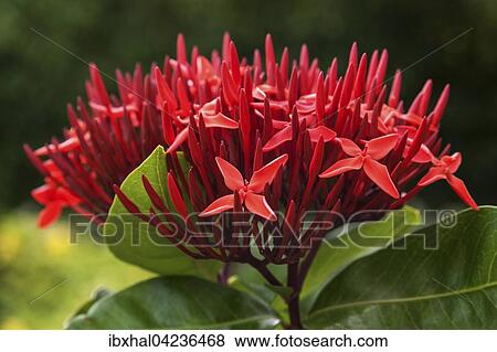 Jungle geranium, also flame of the woods or jungle flame (Ixora coccinea) blossom, La Digue Island, Seychelles, Africa View Large Photo Image Stock Photo - Jungle geranium, also flame of the woods or jungle flame (Ixora coccinea) blossom, La Digue Island, Seychelles, Africa. Fotosearch