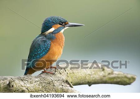 Kingfisher (Alcedo atthis), Emsland, Lower Saxony, Germany, Europe View Large Photo Image Picture - Kingfisher (Alcedo atthis), Emsland, Lower Saxony, Germany, Europe. Fotosearch