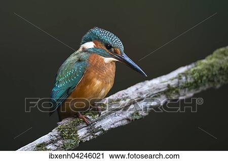 Kingfisher (Alcedo atthis), Emsland, Lower Saxony, Germany, Europe View Large Photo Image Stock Image - Kingfisher (Alcedo atthis), Emsland, Lower Saxony, Germany, Europe. Fotosearch