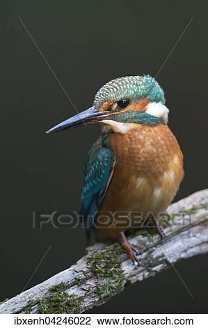 Stock Image - Kingfisher (Alcedo atthis), Emsland, Lower Saxony, Germany, Europe. Fotosearch